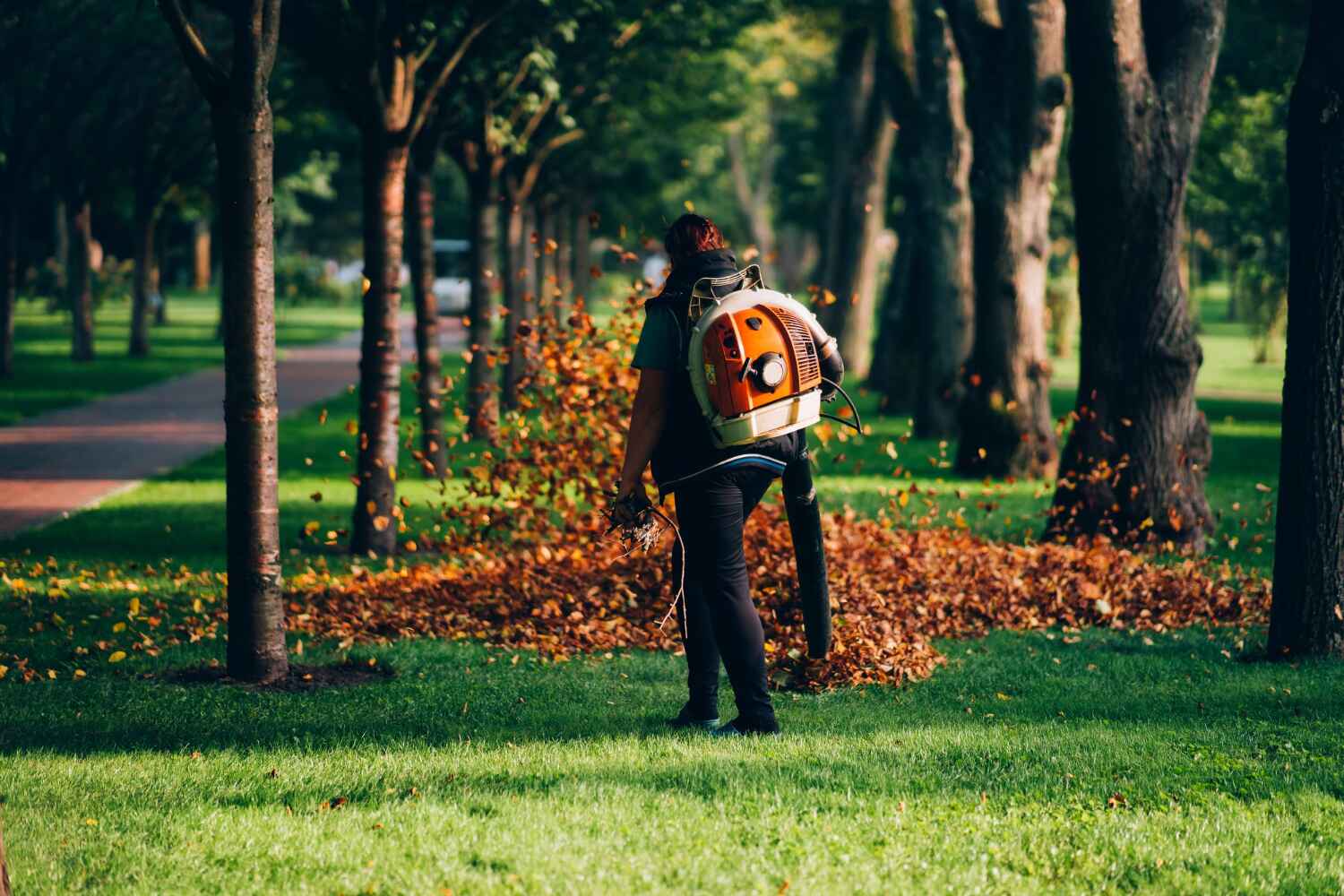 Best Local Tree Services  in St Anne, IL